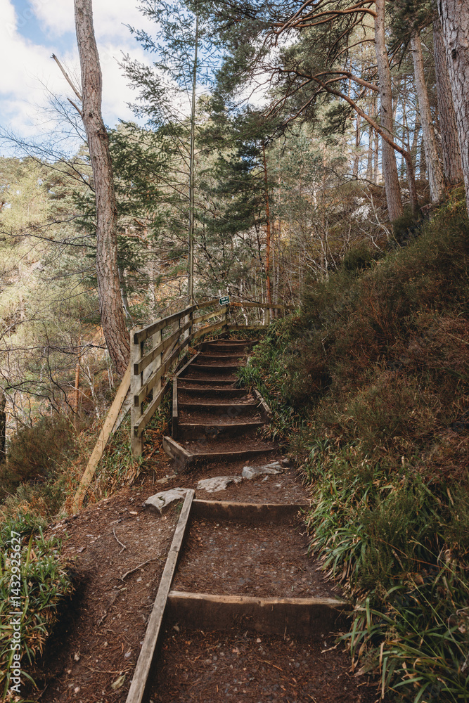 bridge in the forest