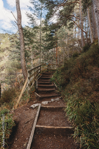 bridge in the forest