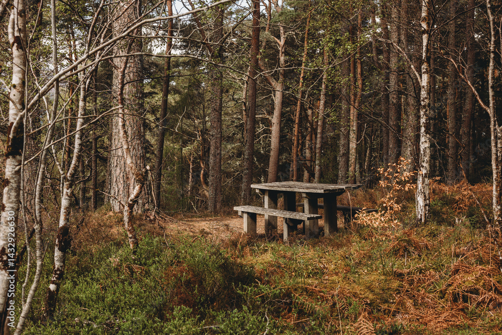 picnic table in the woods Scotland