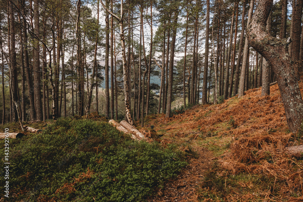 autumn in the woods