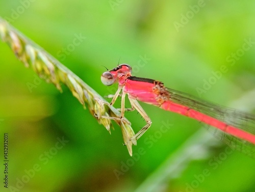Red dragonfly perched on green grass. Small red dragonfly on blurry green background