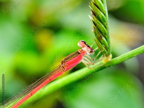 Red dragonfly perched on green grass. Small red dragonfly on blurry green background