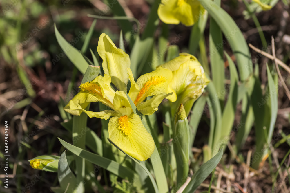 Fototapeta premium Flowers of yellow iris on a meadow in spring.