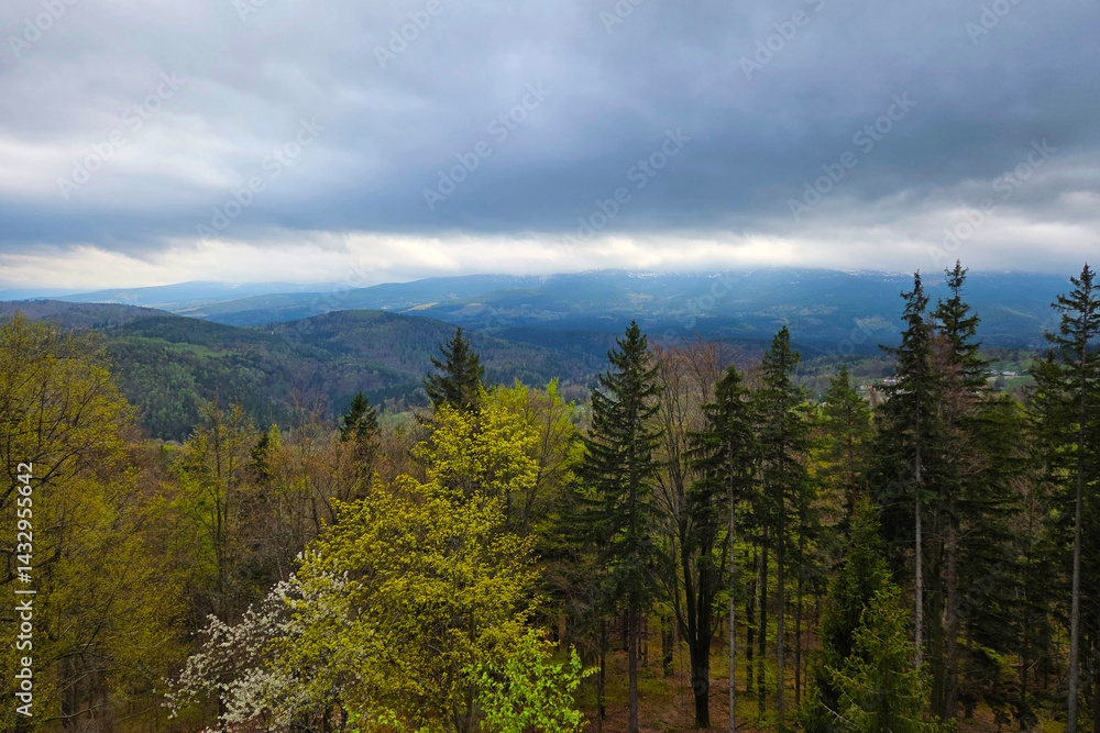 Serene Spring Forest Landscape with Lush Greenery and Overcast Sky Serene Spring Forest Landscape with Lush Greenery and Overcast Sky