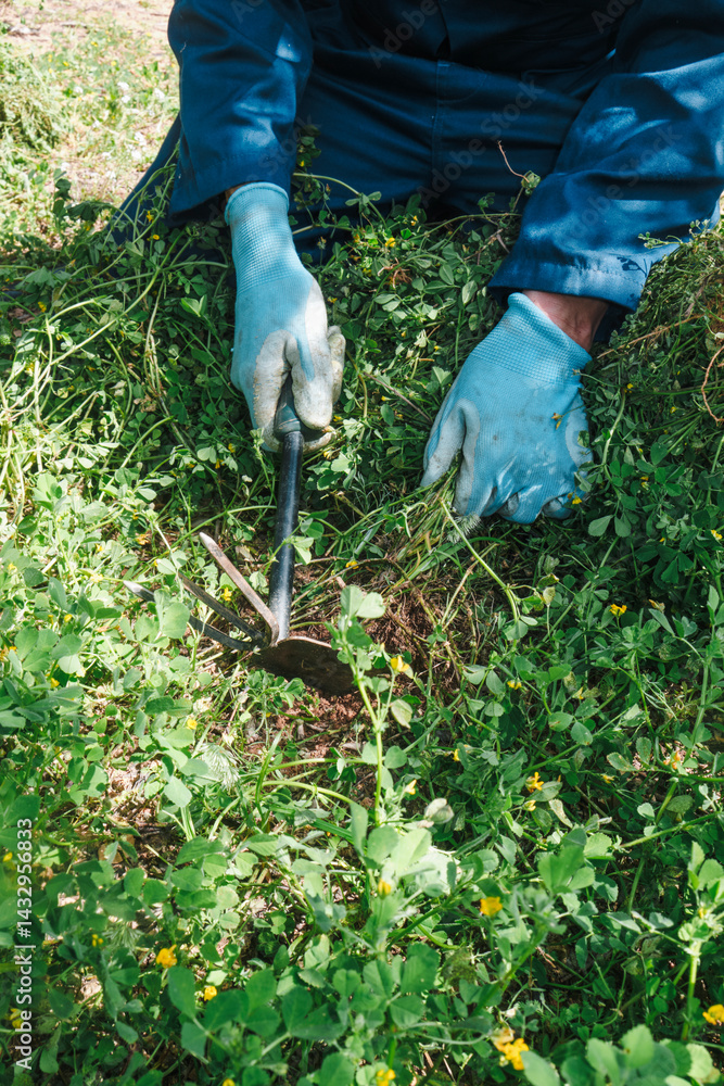 man using a tool to remove weeds from farmland