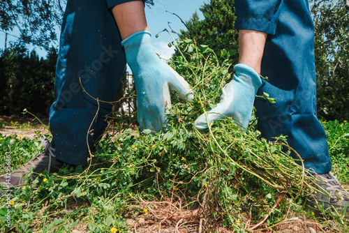 Obraz na płótnie man pulling grown weeds from farmland w salonie
