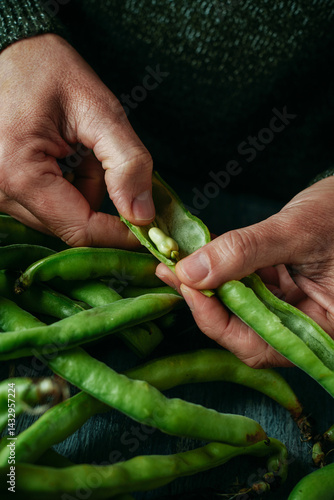 Obraz na płótnie a man takes some broad beans out of its pod w salonie