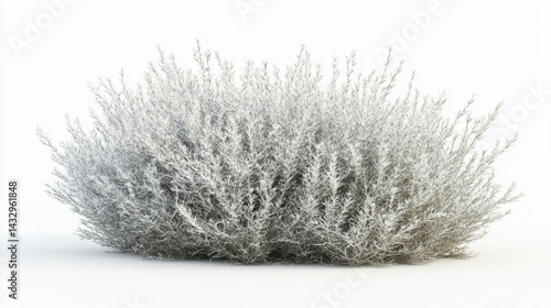 Elegant silver sagebrush plant on white background showcasing intricate leaf details and soft lighting creating a serene and minimalist botanical composition for design
