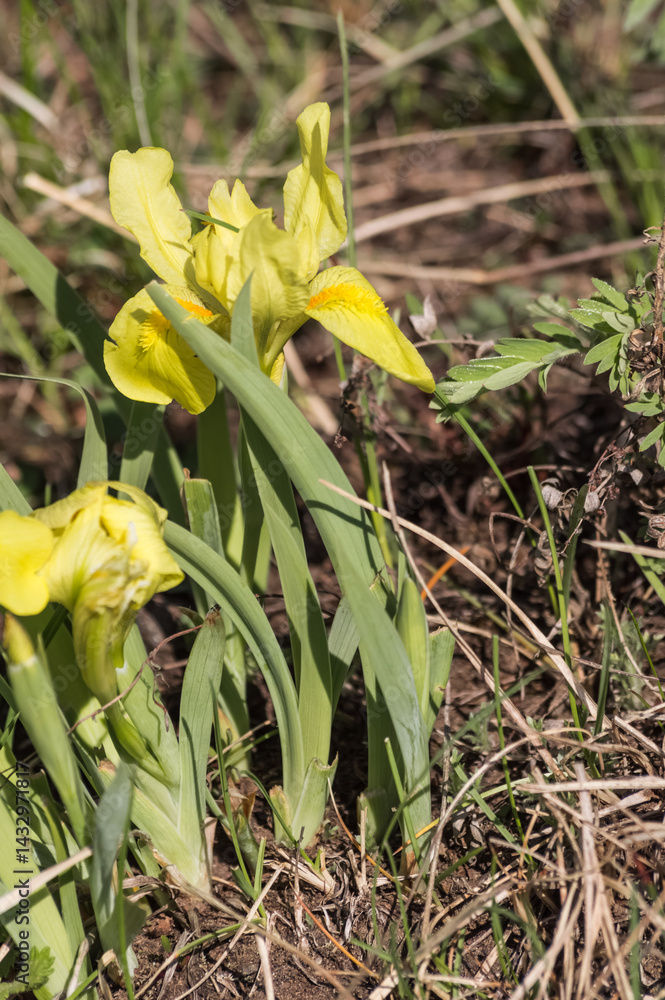 Fototapeta premium Yellow iris flowers in the spring forest. Shallow depth of field.