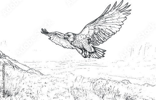 Black and white line drawing of a hawk flying over a grassy mountainous landscape in nature.