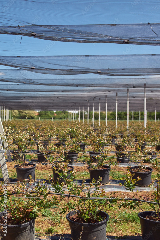 Blueberries organic farm with hail protective netting.