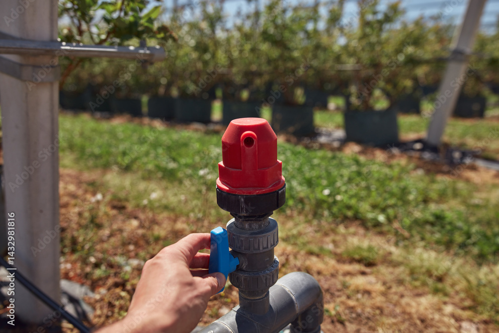Male gardener working on a water valve for irrigation in a blueberries organic farm.