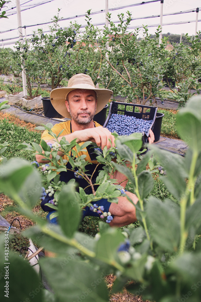 Farmer picking fresh blueberries on a farm.