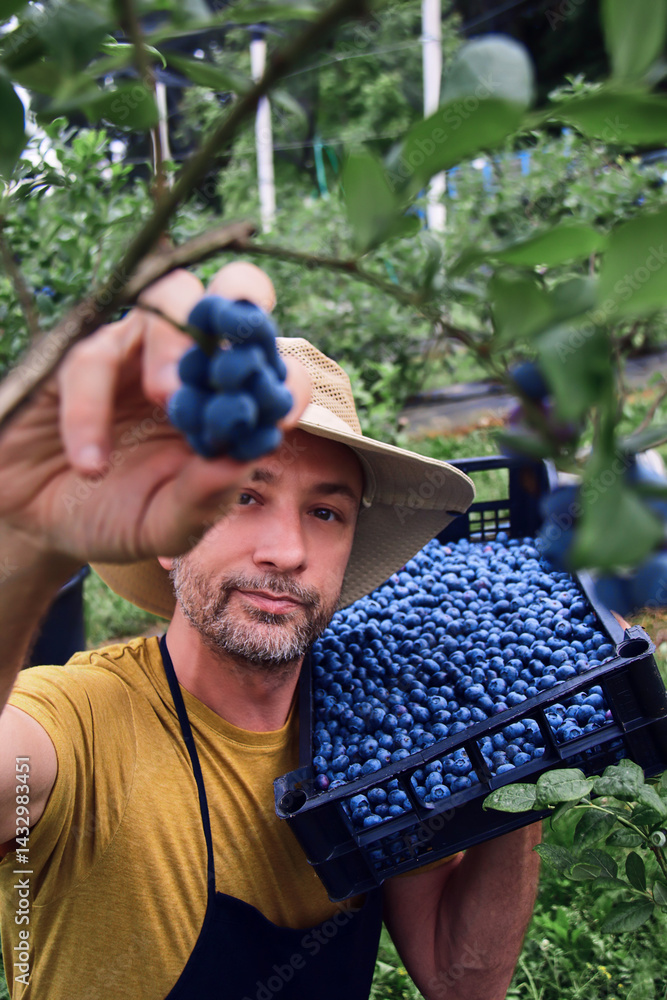 Farmer picking fresh blueberries on a farm.