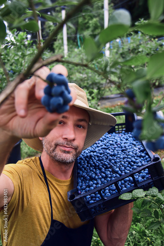 Obraz na płótnie Farmer picking fresh blueberries on a farm. w salonie