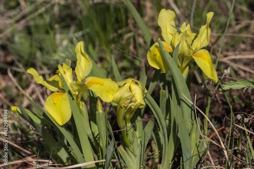 Yellow iris flowers in the garden in spring. Shallow depth of field