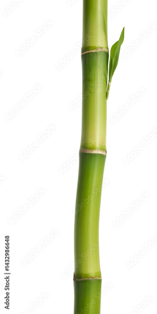 Obraz premium green bamboo stalk isolated on white background