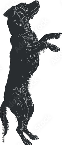 Black dog standing on hind legs showing alert and playful behavior with detailed fur texture