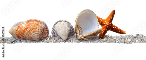Obraz na płótnie Coquillages et une étoile de mer sur un fond transparent pour arrière plan. w salonie