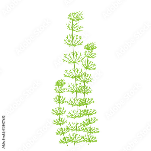 Green algae. Underwater flora, plant. Flat illustration aquarium seaweed on white background.