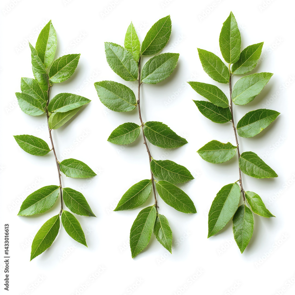 Fresh green leaves arranged in visually appealing manner, showcasing their vibrant colors and natural beauty. Perfect for nature themed designs or eco friendly projects