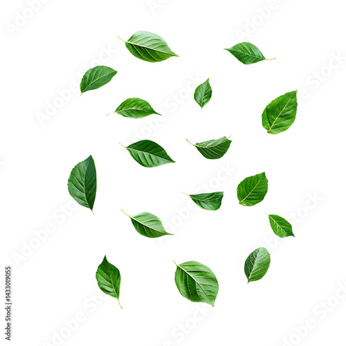photo green leaves falling separately on a white background