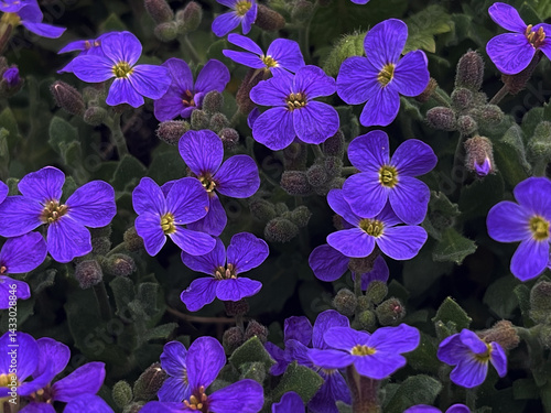 aubrietta during spring flowering. a charming plant that spreads a colorful carpet on the ground.