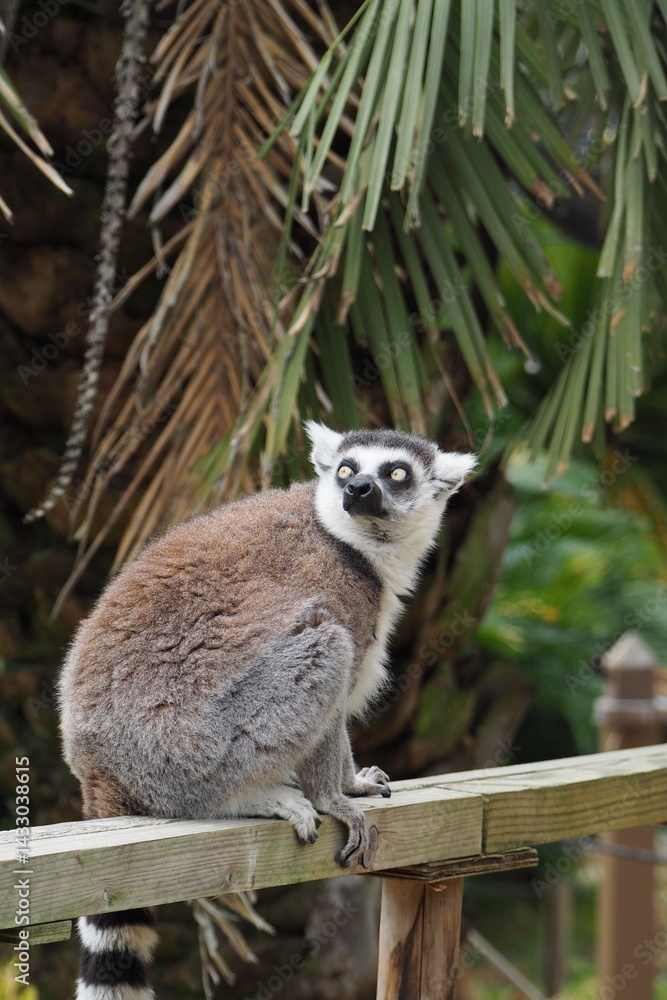 Obraz premium ワオキツネザル