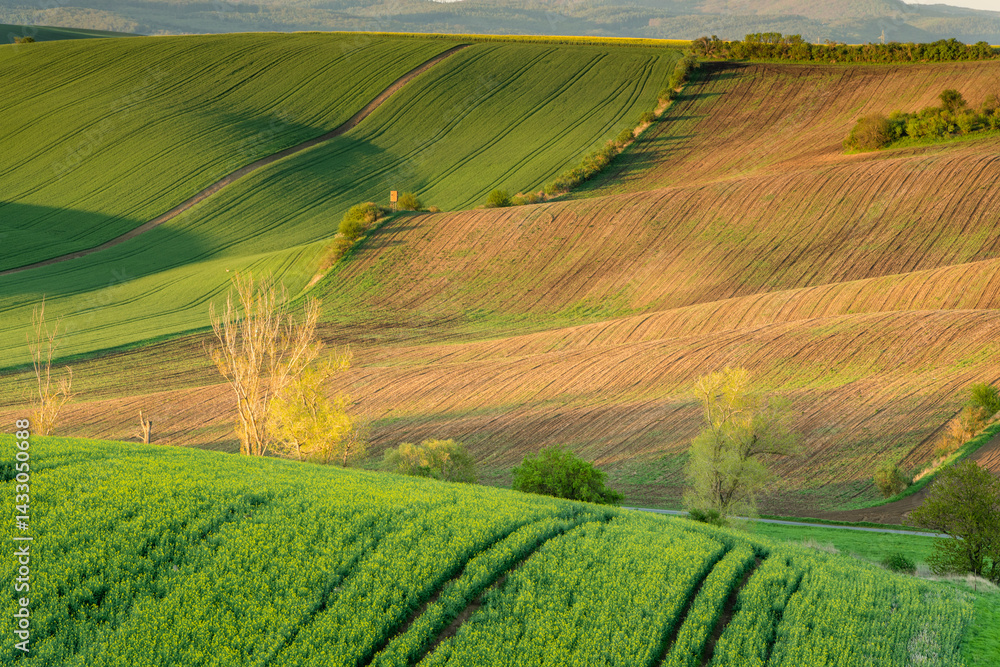 Colorful agriculture landscape at spring