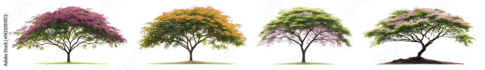 Fototapeta premium four season trees set isolated on white background
