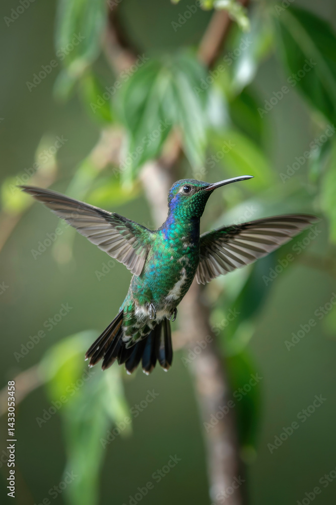 Fototapeta premium Graceful Hummingbird in Flight with Iridescent Plumage Among Lush Greenery