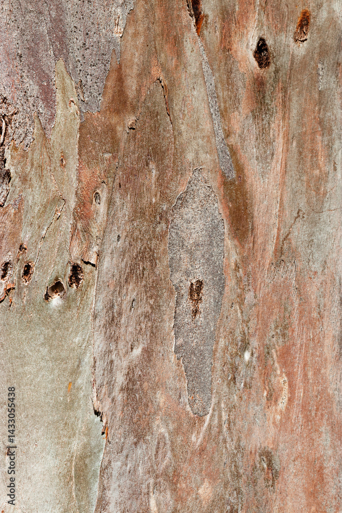 Close-Up of old Tree Trunk Surface sycamore with Weathered Layers and Abstract Wood Grain Pattern. Nature Raw Beauty and Wabi-Sabi Aesthetic, Organic textural wooden background, Macro Photo bark