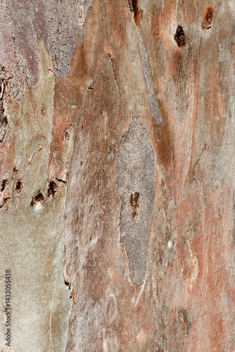 Obraz na płótnie Close-Up of old Tree Trunk Surface sycamore with Weathered Layers and Abstract Wood Grain Pattern. Nature Raw Beauty and Wabi-Sabi Aesthetic, Organic textural wooden background, Macro Photo bark w salonie