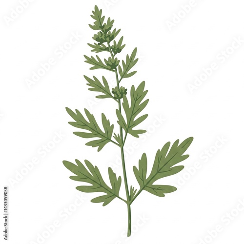 Mugwort, white background.