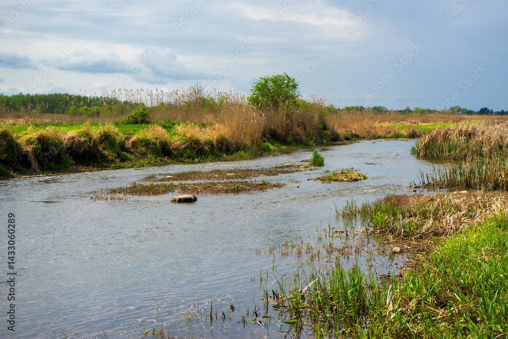 Wiosenna zieleń w Narwiańskim Parku Narodowym, Podlasie, Polska