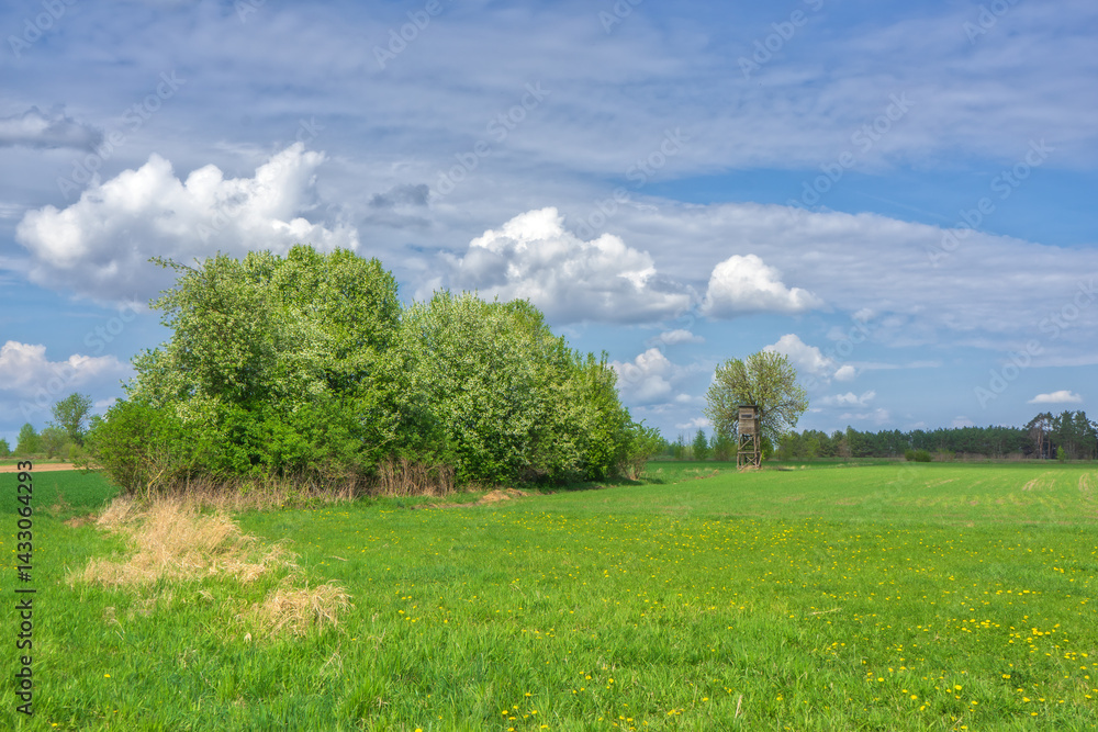 Wiosenna zieleń w Narwiańskim Parku Narodowym, Podlasie, Polska