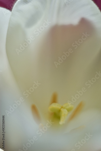 Macro close up white flower tulip