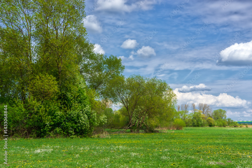 Wiosenna zieleń w Narwiańskim Parku Narodowym, Podlasie, Polska