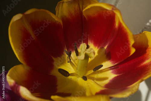 Close up yellow-red flower tulip