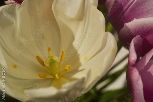Close up white flower tulip 