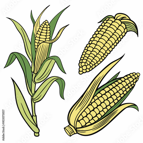 Harvest Corn Illustration: Detailed Yellow Kernels, Green Leaves.