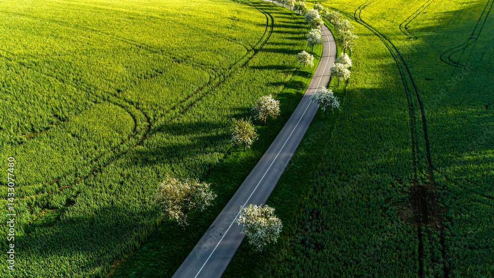 aerial view of rural road surrounded by spring blossoms