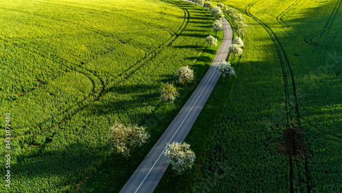 Obraz na płótnie aerial view of rural road surrounded by spring blossoms w salonie