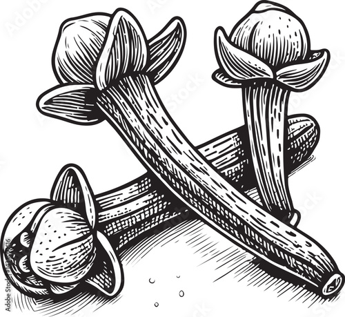 Cloves Spice / Spices, Herb / Herbs, Black and White Vector Illustration, Sketch Drawing Line Linear Symbol Icon Engraving, Hand-drawn Isolated