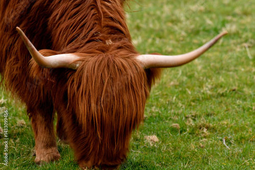 Scottish Highland Cattle outdoor