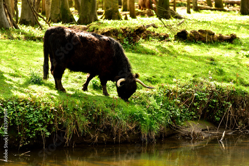 Scottish Highland Cattle outdoor