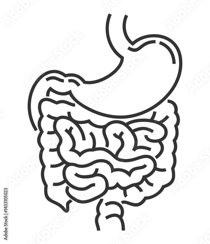 Digestive system anatomic icon in bold line