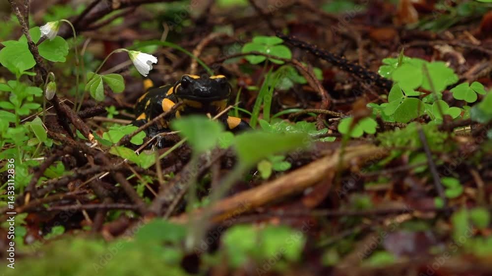 A fire salamander looking into the camera, zoomed in slightly A fire salamander looking into the camera, zoomed in slightly