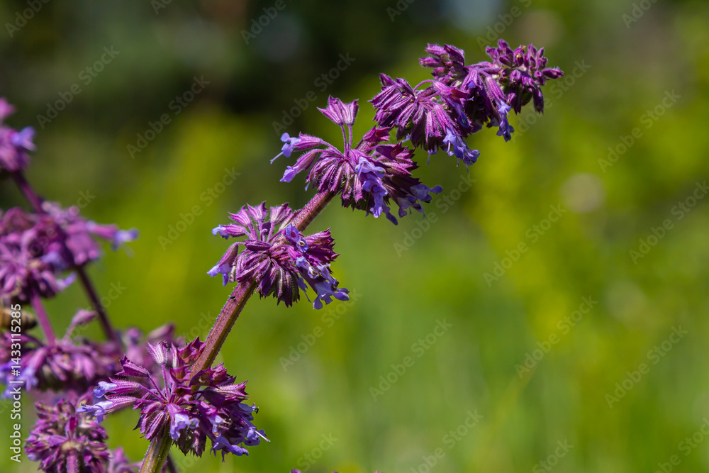 Fototapeta premium Purple lilac sage - a beautiful ornamental plant in the naturalistic native border in the cottage garden. Salvia verticillata Purple Rain