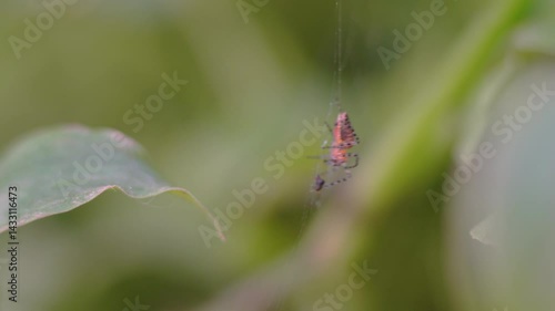 Wallpaper Mural Profile close-up of an Alpaida gallardoir, red weaver spider, eating her prey at the center of her web. Torontodigital.ca